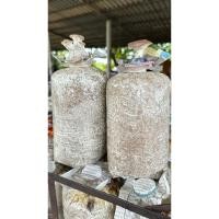 ราคา เห็ดนางฟ้าภูฐาน ก้อนเปิดดอก พร้อมออกดอก (46851128796)
