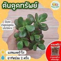 ราคา [แถมกาบมะพร้าวพร้อมปลูก] ต้นดูดทรัพย์ คลาสซูล่า กระถาง 3 นิ้ว ต้นไม้สวรรค์ ต้นใบเงิน ต้นไม้แห่งความสุข ดูดทรัพย์Crassula (20352083935)