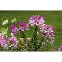 ราคา เมล็ดดอก เสี้ยนฝรั่ง (Cleome) คละสี 45 เมล็ด ซองละ 29 บาท เสี้ยนฝรั่งต้นสูง (22439749692)