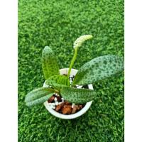 ราคา รวยไม่เลิก #ว่านรวยไม่เลิก #ต้นรวยไม่เลิก ต้นไม้มงคล กระถาง 4 นิ้ว ออกดอกแน่นอนทุกต้น ดูแลง่าย (57607394193)