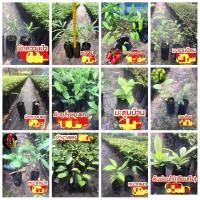 ราคา (1ต้น) ต้น ดอก ผักหวานป่าสีทอง แคนา หมากเหม้า มะตูม มะขามป้อม สมอไทย เบี้ยหวาย หมากผีผ่วน ย่านางแดง แอลม่อนด์ ฟาร์ม (5156847808)