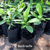 ราคา ต้นกล้ามะริด ไม้ป่า เนื้อไม้สวย (43279777244)