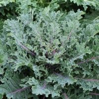ราคา ต้นกล้า เคลแดงรัสเซีย ต้นกล้าละ 12 บาท ซื้อ 10แถม 2 Red Russian Kale เคลรัสเซียสีแดง (29629824400)
