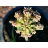 ราคา โมโมทาโร่ ไม้กราฟ 1 ต้น Gymno Momotaro Cactus แคคตัส กระบองเพชร ไม้อวบน้ำ ไม้กราฟ ราคาถูก​ (3992288096)