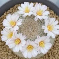 ราคา mammillaria lenta ไม้เพาะเมล็ด (5070912296)