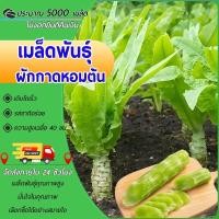ราคา 5000 เมล็ดเมล็ดพันธุ์ผักกาดหอมต้น ผักกาดหอมต้น เมล็ดพันธุ์ผักกาดหอมต้น งอกง่าย โตไว ต้นใหญ่ ทานอร่อย (28832214202)