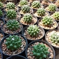 ราคา แมมมิลลาเรียอิรุซามุ หรือ แมมปุยหิมะ (Mammillaria bucareliensis cv. erusamu)#พร้อมส่ง (17224585947)