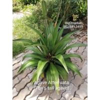 ราคา (ขนาดพุ่ม70​ซม.)​ ต้นอากาเว่ ปากนกแก้ว / Agave attenuata / Fox’s Tail, Lion’s Tail, Swan’s Neck Agave (2519835248)