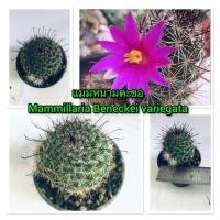 ราคา กระบองเพชร แคคตัส แมมหนามตะขอ Mammillaria Beneckei variegata (15050850023)