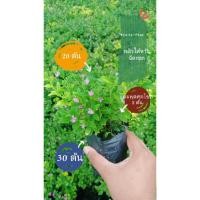 ราคา หลิวไต้หวัน จัดเซ็ต 20 30 ต้น (3034817555)