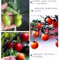 ราคา พร้อมสต็อกจัดส่งที่รวดเร็วต้นกล้าหินอ่อนสีทองหินอ่อนสีทองบอนไซดัดเข็มขัดรูปหินอ่อนสีทองต้นกล้าขนาดเล็กสามารถแขวนผลไม้แม่ต้นกล้า212360627 (47562956807)