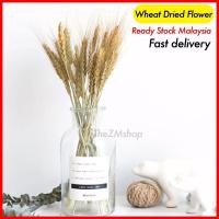 ราคา ข้าวสาลีดอกไม้แห้งข้าวบาร์เลย์ดอกไม้แห้ง Bunga Hiasan House Deco Pampas Grass (43083098051)
