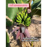 ราคา ต้นกล้วยหอมแคระ (จำนวน 1 ต้น) จากแล็บเพาะเลี้ยงเนื้อเยื่อ ผลทานได้ (55505621796)