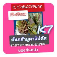 ราคา ต้นกล้ายูคาลิปตัส ปลูกง่ายโตเร็วทนแล้ง ผลผลิตดี เหมาะแก่การลงทุน ขายชุด 100 ต้น ราคา 239 บาท ความสูงประมาณ 10 เซน.ขึ้นไป (54756238451)