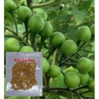 ราคา มะเขือพวง เมล็ดพันธุ์ มะเขือพวงไร้หนาม / ซอง 500 เม็ด (16684393969)