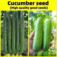 ราคา เมล็ดพันธุ์แตงกวา - อัตรางอกสูง เมล็ดพันธุ์ Cucumber Seed Vegetable Seeds เมล็ดแตงกวาญี่ปุ่น เมล็ดพันธุ์ แตงร้านอมตะ (55410141168)