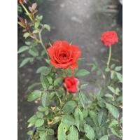 ราคา กุหลาบสีส้ม กุหลาบหนูดอกเล็ก สีส้มสดใสมาก เลี้ยงได้ ส่งแบบติดดอก ออกดอกตลอดปี กระถางขนาด 6 นิ้ว (23115828409)