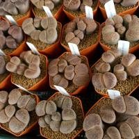 ราคา Lithops aucampiae ไลทอป ลิทิป หินมีชีวิต ไลทอปกอ ไลทอปส่งทั้งกระถาง ไลทอปขนาดใหญ่ ไลทอปราคาถูก (11652652884)