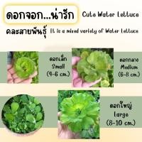 ราคา ดอกจอกน่ารักมีทั้งขนาดเล็ก/ใหญ่/จัมโบ้ใส่อ่างปลาอ่างบัว (ต้นไม้น้ำ) Cute Water Lettuce Small/ฺBig/Jumbo size (24347396862)