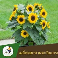 ราคา เมล็ดพันธุ์ดอกทานตะวันแคระ(ซันไบร์ทคิดส์) 50 เมล็ด เมล็ดนำเข้า งอกง่าย พุ่มดอกเยอะ สีสวย (24977033443)