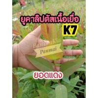 ราคา ยูคาลิปตัสเพาะเมล็ดสายพันธุ์K7(10ต้น/ชุด) ราคาถูกที่สุดเยื่อยอดแดง❗ต้นแข็งแรง โตไว ให้ผลผลิตเร็ว มีบริการเคลม (16078884771)