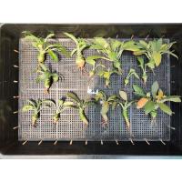 ราคา มะพร้าวทะเลทราย Dorstenia ชุด 15 ต้น (4885445039)