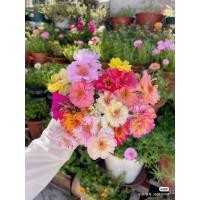 ราคา ◾ เมล็ดทานตะวันสองกลีบปลูกง่าย (26555231972)