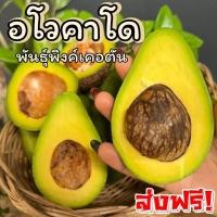 ราคา M Avocado อโวคาโด =1กิโลกรัม= พันธุ์พิงคาร์ตัน อโวคาโด้ อโวคาโด อะโวคาโดสด อโวคาโด อโวคาโด้ อโวคาโด้ อโวคาโด อะโวคาโดสด (40805642571)