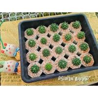 ราคา แมมมิลลาเรีย แมมอิรุซามุ ปุยหิมะ ดอกชมพู แคคตัส แคคตัสดอกชมพู พร้อมส่ง (4941178952)