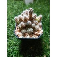 ราคา อิชินอป เขากวาง กอสวยๆ (22170065636)