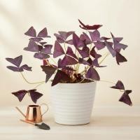 ราคา ผีเสื้อราตรี กระถาง 6 นิ้ว / Oxalis triangularis A. St.-Hil. pot 6 (6844157806)