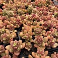 ราคา สามเณรeasy-rasing Apple Flower Group Raw Multi-Headed Succulents กระถางต้นไม้สํานักงานสามเณร Good-Raising ระเบียงกองเก่าพืชสีเขียวดอกไม้ 4.8 (28732493448)