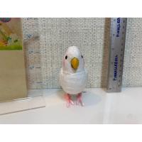 ราคา นก Mimiworld สภาพ97-98% ของแท้ แอบอัดเสียงคนเวลาพูดได้สั้นๆค่ะ (14839694226)