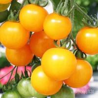 ราคา เมล็ดพันธุ์แท้ เมล็ดพันธุ์พืช ดอกไม้กินได้มะเขือเทศเชอรี่สีเหลืองถูกที่สุด 10บ.เมล็ดพันธุ์มะเขือเทศเชอรี่สีเหลือง10 เมล็ (14567714352)