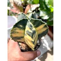 ราคา แคคตัส "หมวกสังฆราช Astrophytum myriostigma" (ไมริโอ) (28270218217)