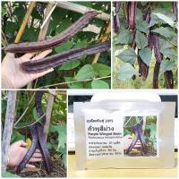 ราคา เมล็ดพันธุ์ ถั่วพูสีม่วง (Purple Winged Bean Seed) บรรจุ 10 เมล็ด คุณภาพดี ของแท้ 100% (6815858243)