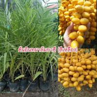 ราคา ต้นอินทผาลัมพันธุ์บาฮี (สีเหลือง) (52656901940)