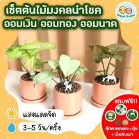ราคา [แถมฟรี! เม็ดดินเผา + ปุ๋ย + ตุ๊กตาตกแต่ง] เซ็ตต้นไม้มงคลนำโชค ออมเงิน ออมทอง ออมนาค กระถางเซรามิค 3 นิ้ว ต้นไม้มงคล (18310129321)