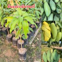 ราคา ต้นมะม่วงมันขุนศรี เสียบยอด สูง50เซน (54008493780)