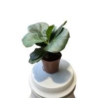 ราคา ☘️ ไทรใบสักแคระ ☘️Fiddle Leaf Fig (12829289998)