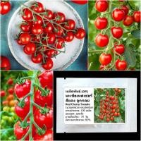 ราคา เมล็ดพันธุ์ มะเขือเทศเชอรี่ Red Cherry Tomato Seed บรรจุ 100 เมล็ด คุณภาพดี ของแท้ 100% (2306545878)