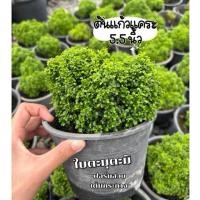 ราคา ต้นแก้วแคระ ใบเล็กละเอียด ทำบอนไซ 5.5 นิ้ว ฟอร์มสวย แน่น (53362520574)