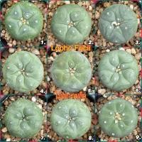 ราคา โลโฟ ฟริซิไอ (Lophophora Fricii) ไม้เพาะเมล็ด คัดหน้าสวย (27803200753)