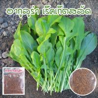 ราคา เมล็ดพันธุ์ อากูรูล่าร็อคเก็ต อกูล่าร็อคเก็ต เมล็ดพันธุ์สลัด 90-300 เมล็ด [ซื้อ 10 แถม 1 คละได้] (19515957498)