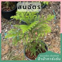 ราคา สนฉัตร ส่งพร้อมกระถาง (14680639130)