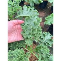 ราคา ผักเคล (Kale) หรือ ผักคะน้าใบหยิกส่งแบบถุง (26433047327)