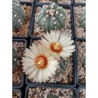 ราคา กระบองเพชร แคคตัส (Cactus) แอสโตรไฟตัม แอสทีเรียส (Astrophytum SK) ไม้เพาะเมล็ด ลุ้นลายและสีดอก จัดส่งทั้งกระถาง (2826589091)