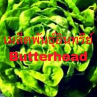 ราคา เมล็ดพันธุ์ผัก”บัตเตอร์เฮดอินทรีย์” (Butterhead) (7321304911)