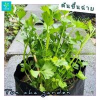 ราคา ต้นขึ้นฉ่าย คื่นช่าย คื่นฉ่าย ผักขึ้นฉ่าย พืชสมุนไพร (26877184708)
