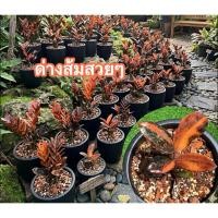 ราคา ต้นกวักมรกตดำด่างส้มพูซิลเวอร์(ใบดำในกอด่าง)รับประกันตัดจากแม่ด่างจริง100%นำไปลุ้นต่อเกินคุ้ม (45358440854)